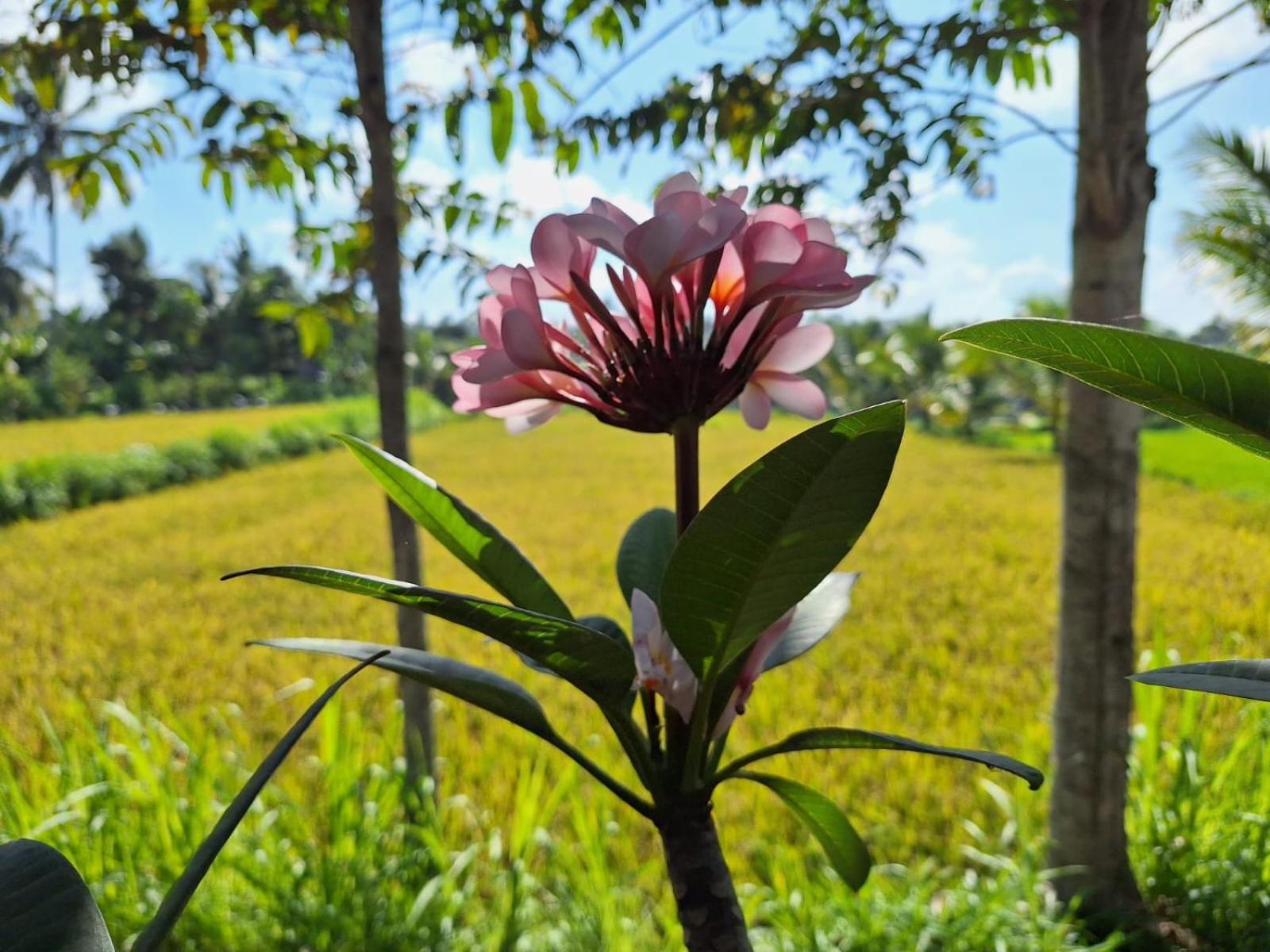 Bunga Maliq Bungalow Lombok เตเตบาตู ภายนอก รูปภาพ